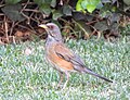 Turdus rufopalliatus üçün miniatür