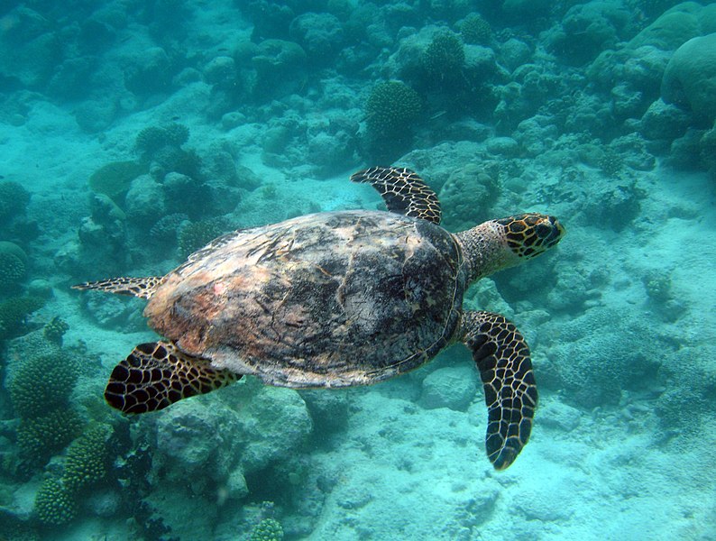 File:Turtle in the Marine Protected Area (7029059407).jpg