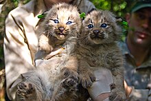 I cuccioli di lince canadese nascono con gli occhi azzurri.