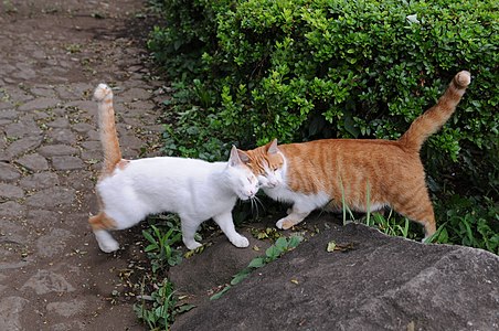 Deux chats orange tabbies se caressant mutuellement.