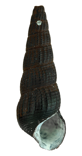 File:Tylomelania towutensis shell.png