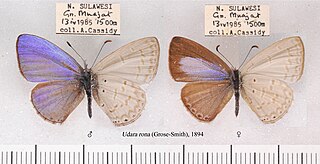 <i>Udara rona</i> Species of butterfly