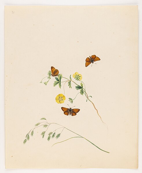 File:Untitled moth butterfly - Miss Harris - 84 1931 31.jpg