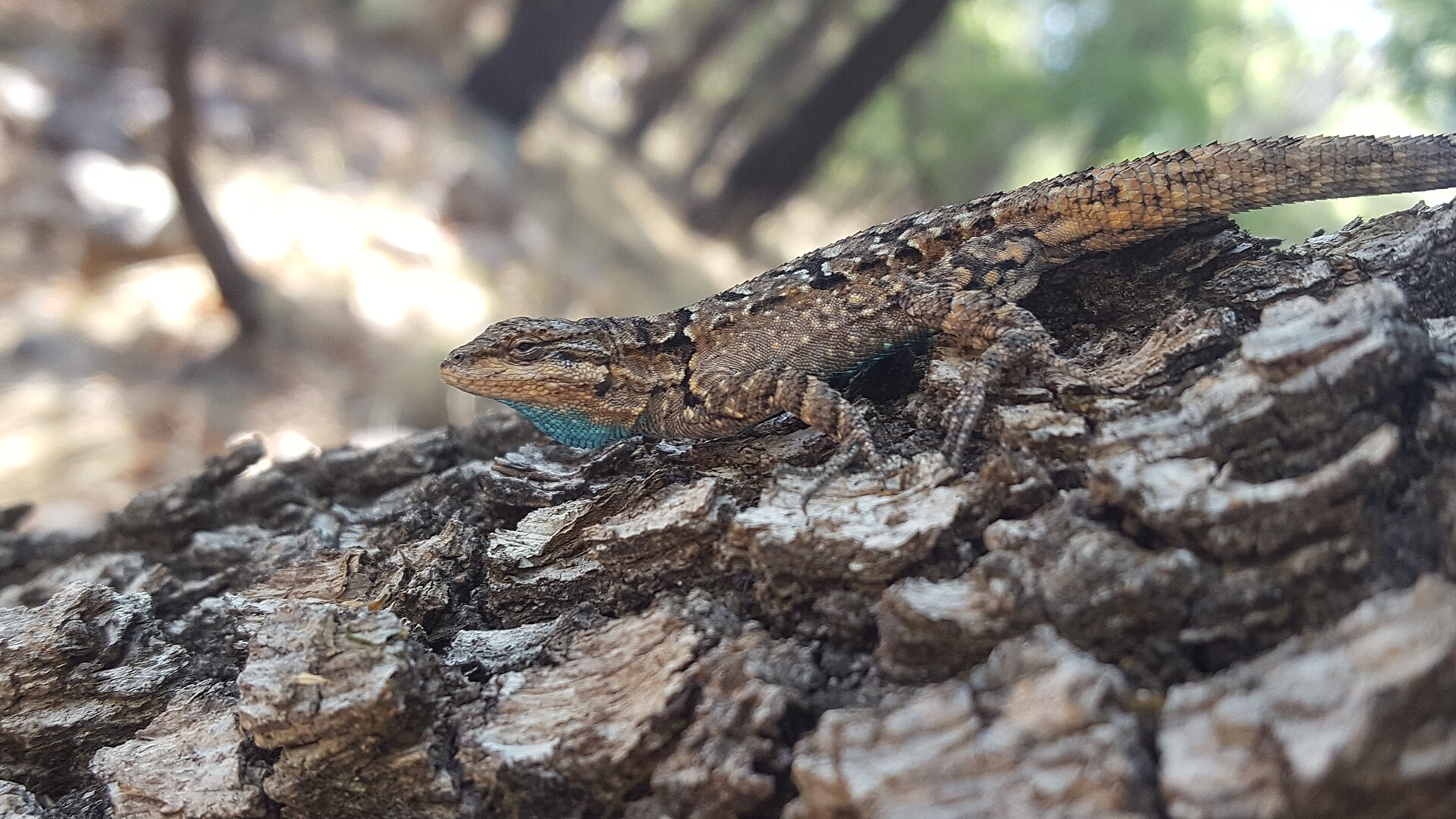 Ornate Tree Lizard