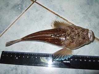 <span class="mw-page-title-main">Atlantic stargazer</span> Species of fish