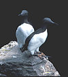 Guillemot