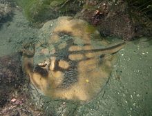 During the day, the crossback stingaree can often be found resting, partly or completely buried in sediment. Urolophus cruciatus museum victoria 2.jpg