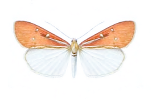 Utetheisa sumatrana - NZ.pgn.png