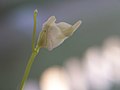 * Nomination Utricularia livida's flower--Ch.Andrew 09:18, 13 July 2008 (UTC) * Decline Unsharp, noisy --Simonizer 09:42, 21 July 2008 (UTC)