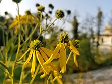 Close-up of mature Verbesina alternifolia flower heads V. alternifolia flowers.jpg