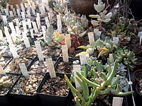 Kleine cactussen in de succulenten-kas