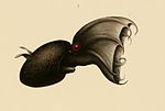 Thumbnail for Octopodiformes