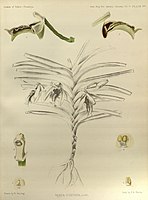 plate 287 Vanda cristata