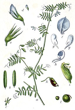 Vicia hirsuta Sturm09011