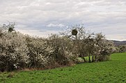 Vue printanière de Comblain-la-Tour depuis le GR57