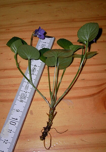 File:Viola-sp.-0119.JPG