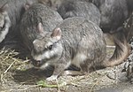 Vorschaubild für Chinchillas