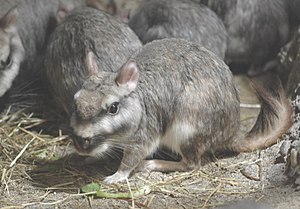 Viscacha (Lagostomus maximus)