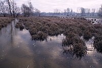 Volsembroek in de winter.