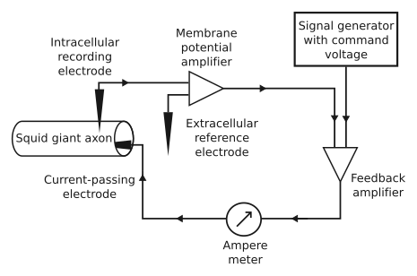 The voltage clamp operates by negative feedback. The membrane potential amplifier measures membrane voltage and sends output to the feedback amplifier; this subtracts the membrane voltage from the command voltage, which it receives from the signal generator. This signal is amplified and output is sent into the axon via the current-passing electrode. Voltage clamp setup.svg