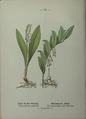 Convallaria majalis plate 16 in: Wayside and woodland blossoms, 1895