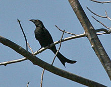 Wallacean Drongo (Dicrurus densus) (8074119894) (изрязано) .jpg