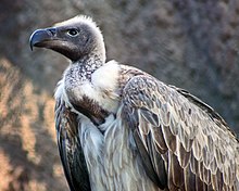White-backed Vulture Gyps africanus.jpg
