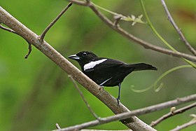 White-shouldered tanager (Tachyphonus luctuosus panamensis) male.jpg