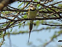 Bee-eater, White-throated Merops albicollis