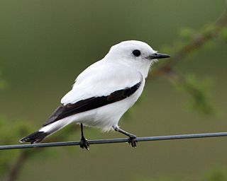 White monjita Species of bird