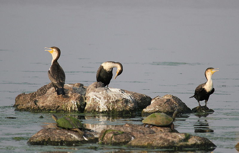 File:White breasted cormorant, Phalacrocorax lucidus (9856883433).jpg