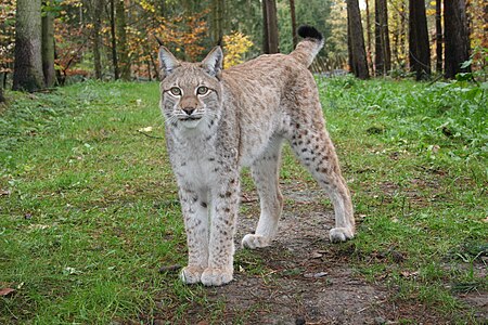 Wildpark MV Luchs