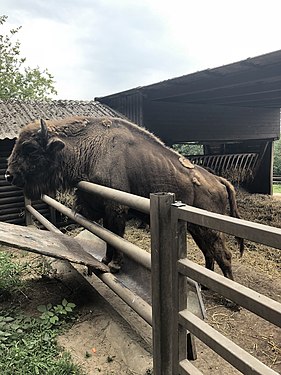 Im Wildpark Lüneburger Heide