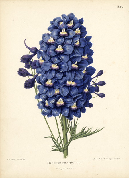 alt=Pl. 24: DELPHINIUM FORMOSUM Hort.