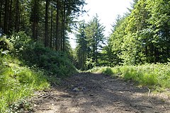 Woodland track near Polborder - geograph.org.uk - 179906.jpg
