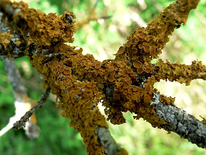 Ксантория настенная (Xanthoria parietina) — лишайник семейства Teloschistaceae