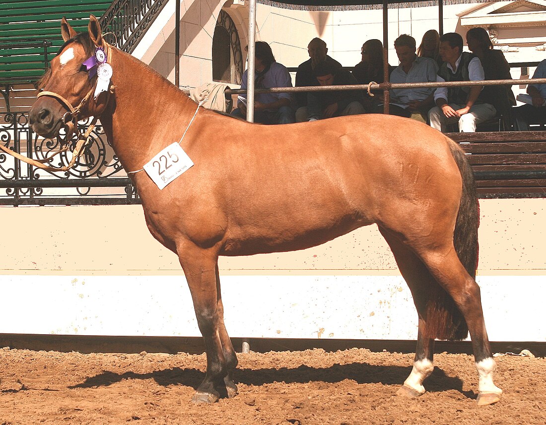 Criollo horse