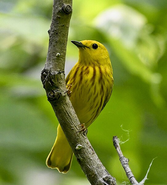 File:Yellow Warbler Setophaga aestiva m Toronto5.jpg