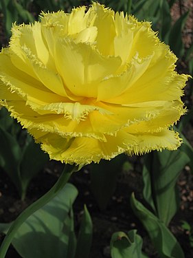 Yellow tulip at the Spring Flower Ball in Kharkiv 01.jpg