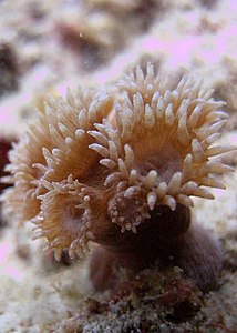 Young Stony coral colony.jpg