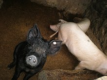 Yunnan Schweinestall 1.JPG