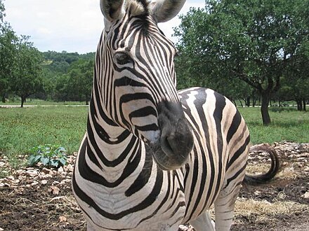 The zebra has become a powerful symbol in the pheochromocytoma advocacy community and represents the rare medical cases that are more likely to be misdiagnosed.