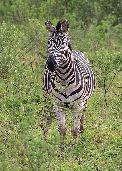 File:Zebra in Hluhluwe–Imfolozi Park 03.jpg