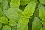 Lemon balm.JPG