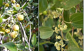 Kruunujujuba (Ziziphus spina-christi (L.) Desf.)