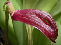 Zootrophion atropurpureum Type species