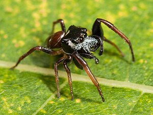 Zygoballus sexpunctatus, male