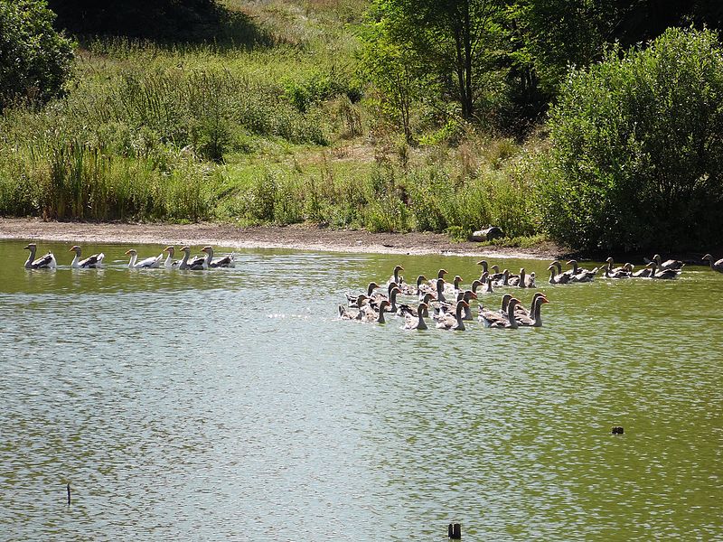 File:Возле озера камунского (4) - panoramio.jpg