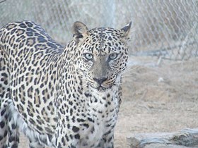Leopardo-árabe no Centro de Reprodução de Endangered Arabian Wildlife, em Sharjah.