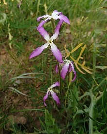 Wild Matthiola, Behbahan